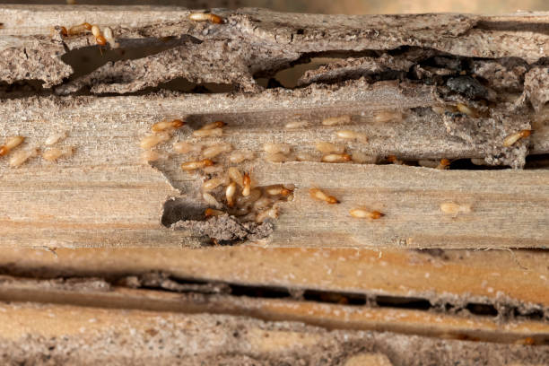 Best Emergency Pest Control  in Long Creek, IL